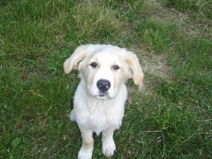 Blanding af racer Bailey  billede 17