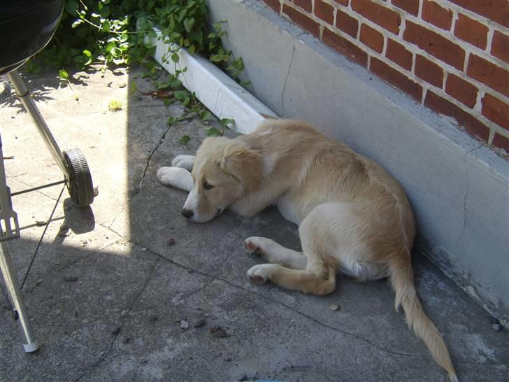 Blanding af racer Bailey  billede 18