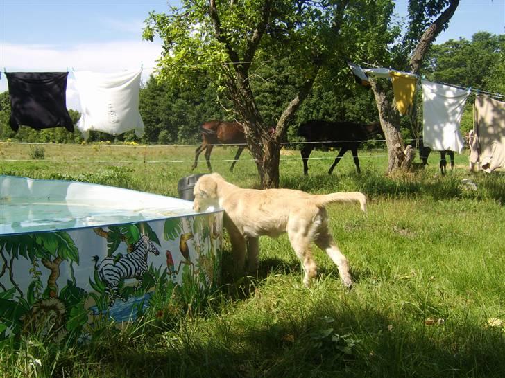 Blanding af racer Bailey  billede 19