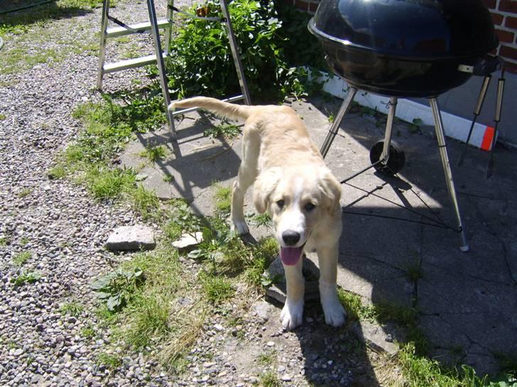 Blanding af racer Bailey  billede 20