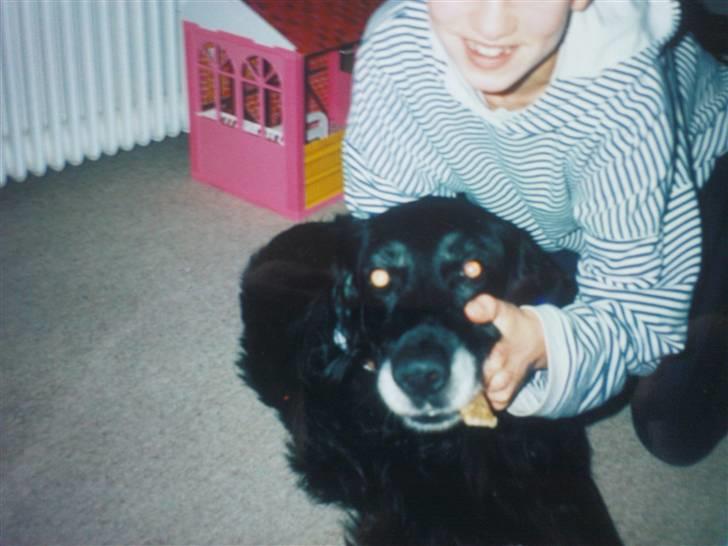 Blanding af racer Buster R.I.P billede 4