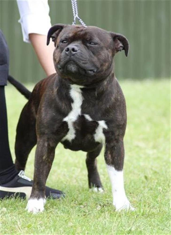 Staffordshire bull terrier Jason DKCH - hårlev billede 11