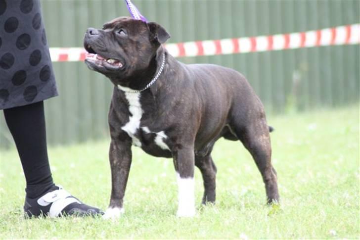 Staffordshire bull terrier Jason DKCH billede 13