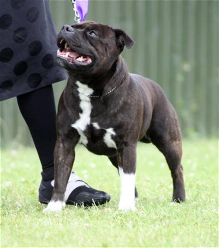 Staffordshire bull terrier Jason DKCH billede 14