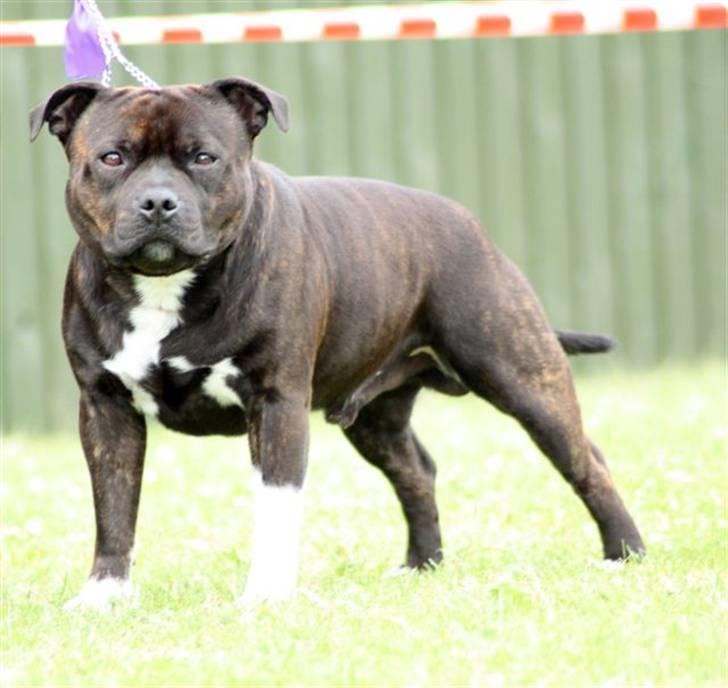 Staffordshire bull terrier Jason DKCH billede 17