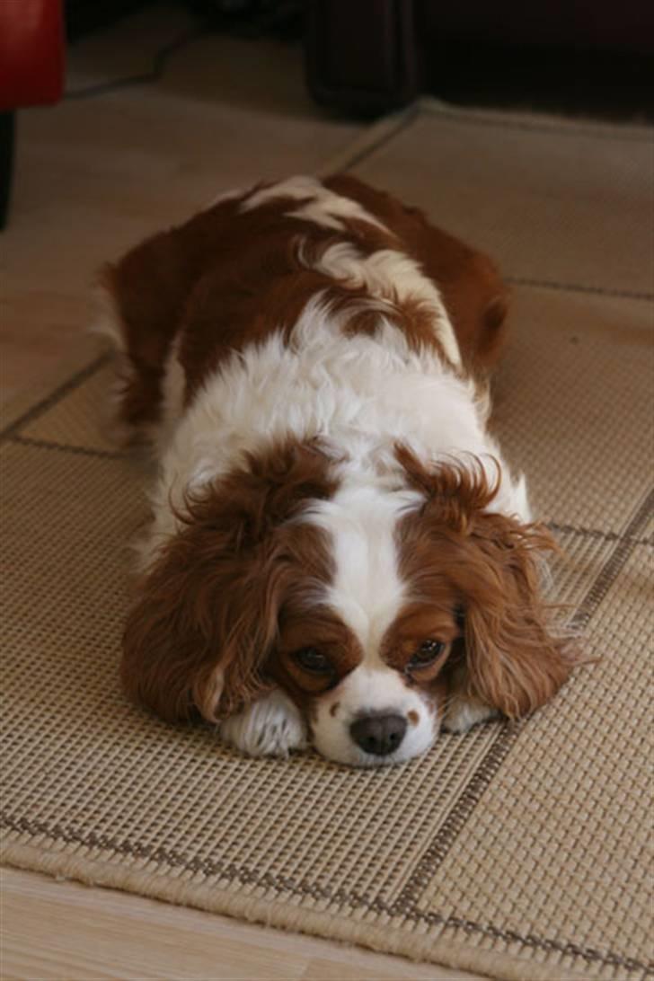 Cavalier king charles spaniel - Perle *RIP* - Perle´s kendte måde at ligge på .. :)  billede 10