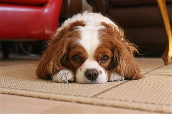 Cavalier king charles spaniel - Perle *RIP* - Den kendte måde igen igen.. x) billede 11