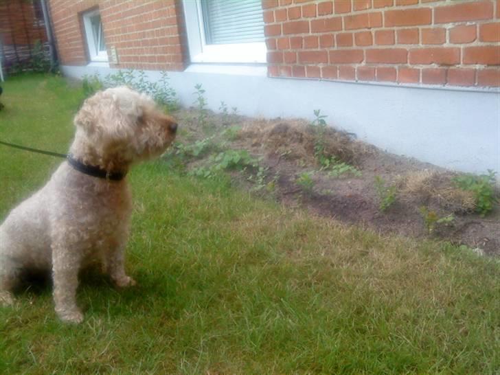 Dværgpuddel Silke <3 |Død12/08-08| billede 5