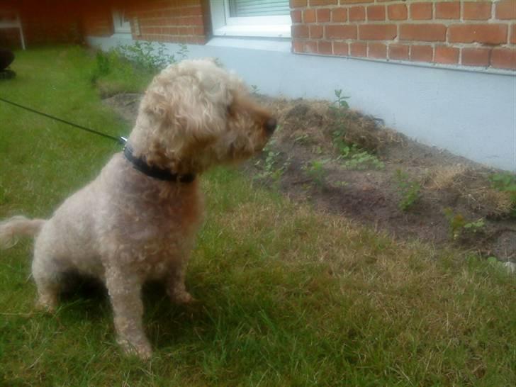 Dværgpuddel Silke <3 |Død12/08-08| billede 6