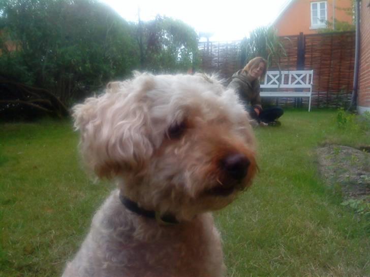 Dværgpuddel Silke <3 |Død12/08-08| billede 7