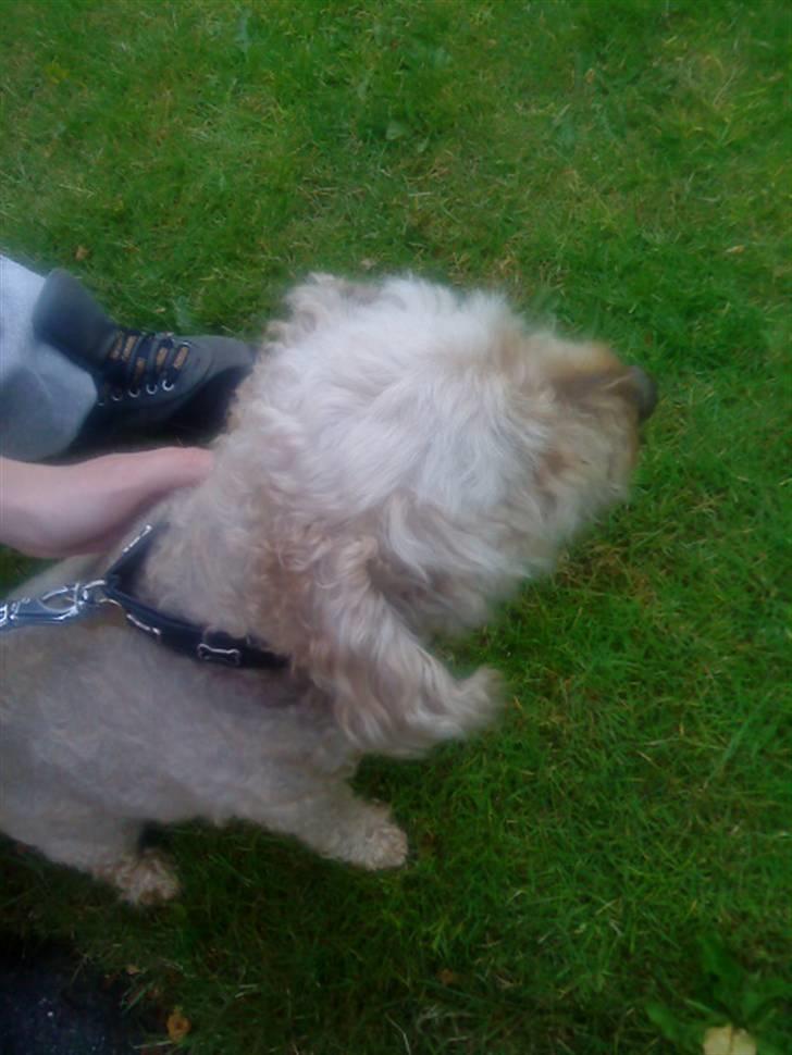 Dværgpuddel Silke <3 |Død12/08-08| billede 8