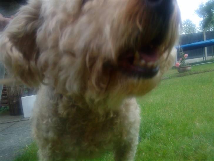 Dværgpuddel Silke <3 |Død12/08-08| billede 9