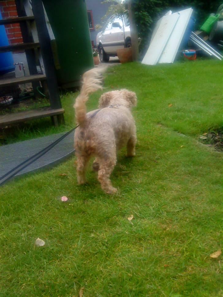 Dværgpuddel Silke <3 |Død12/08-08| billede 10