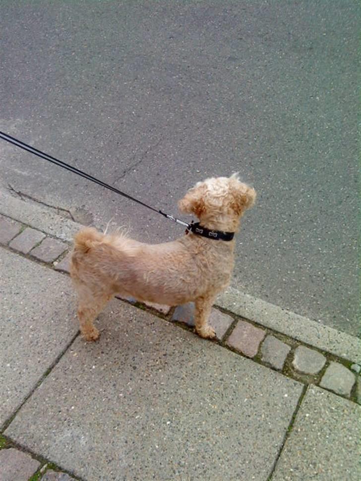 Dværgpuddel Silke <3 |Død12/08-08| billede 11