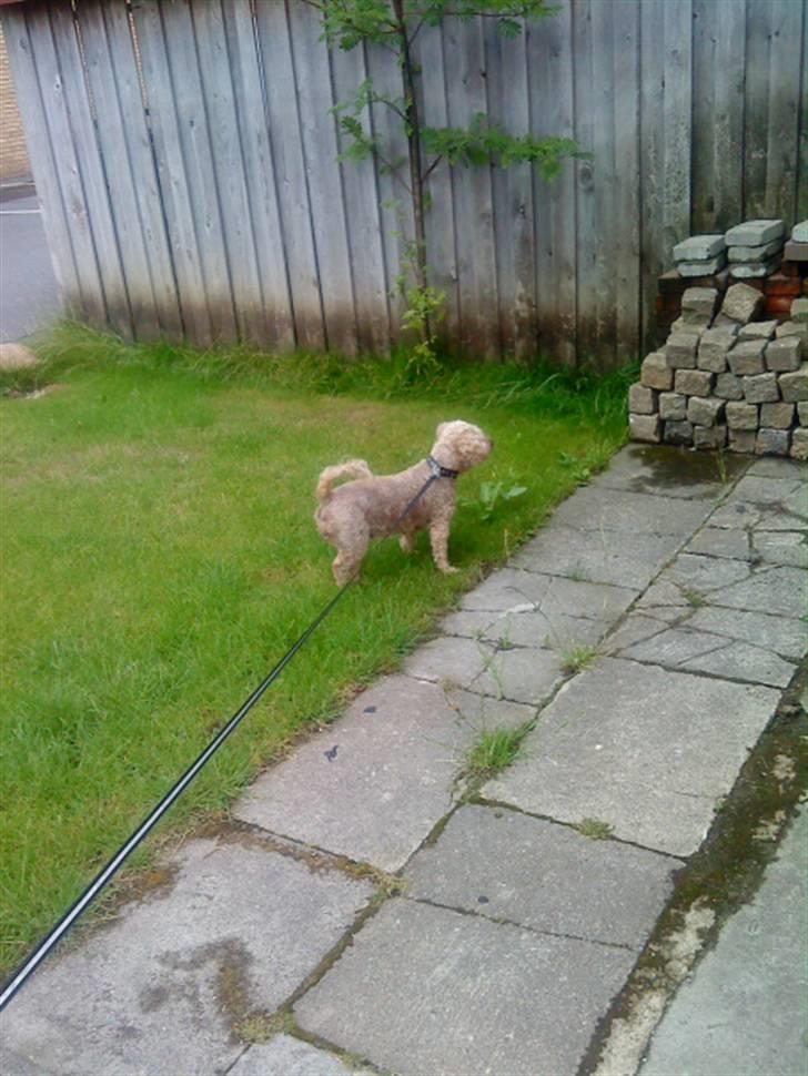 Dværgpuddel Silke <3 |Død12/08-08| billede 12