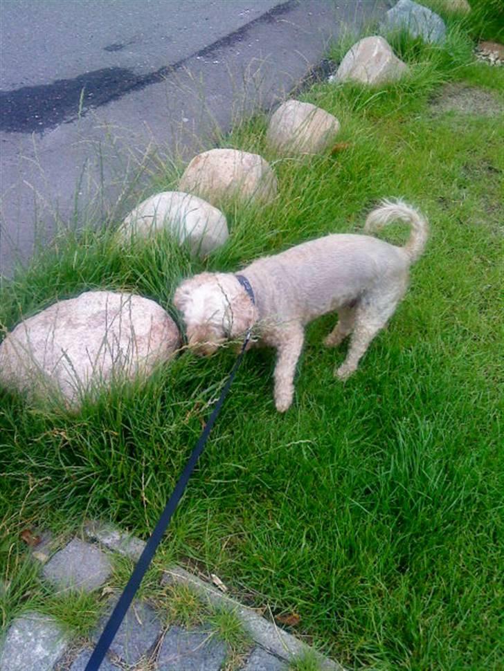 Dværgpuddel Silke <3 |Død12/08-08| billede 13