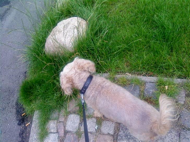 Dværgpuddel Silke <3 |Død12/08-08| billede 14