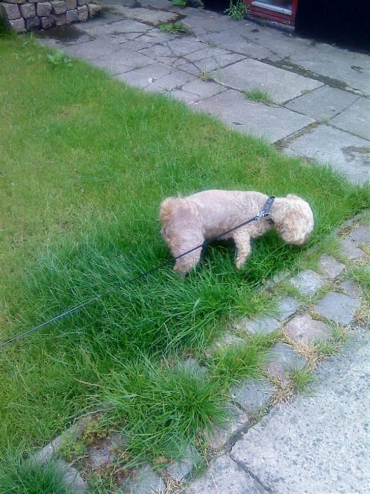 Dværgpuddel Silke <3 |Død12/08-08| billede 15