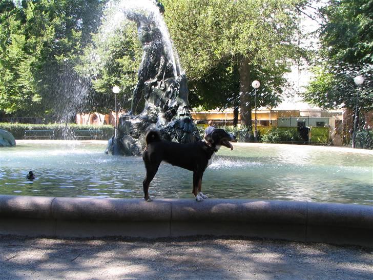 Appenzeller sennenhund Abora vom Höfli  "Abora" - Abora godt 2 år gl. i Stockholm, foran Tors Fiske, Maria Torget, Södermalm billede 14