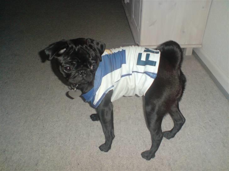 Mops Emma billede 18