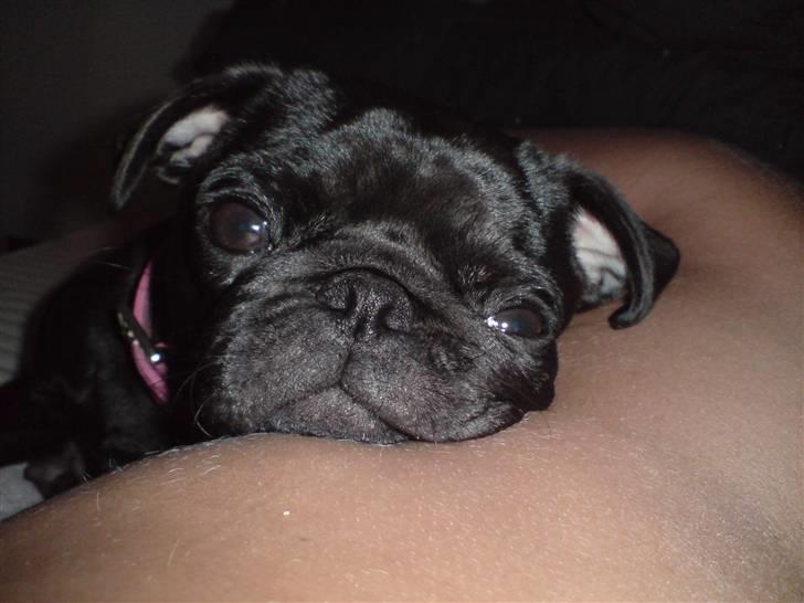 Mops Emma billede 19