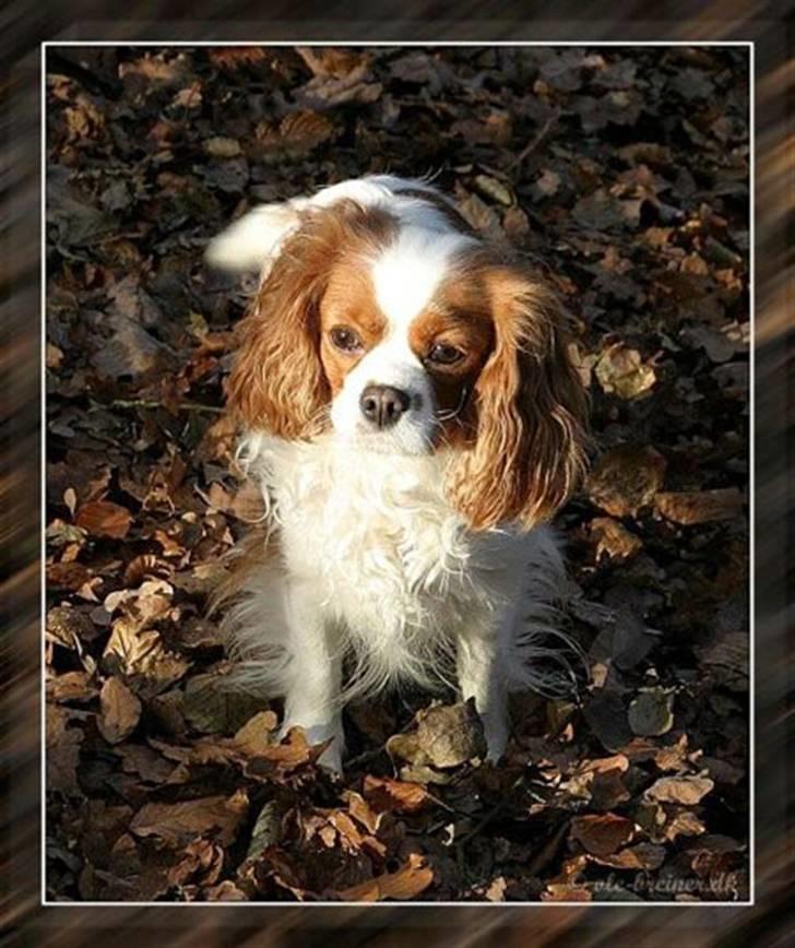 Cavalier king charles spaniel - Perle *RIP* - Perle i slagelse lystskov.. Hun er ikke så gammel her.. :)  billede 12