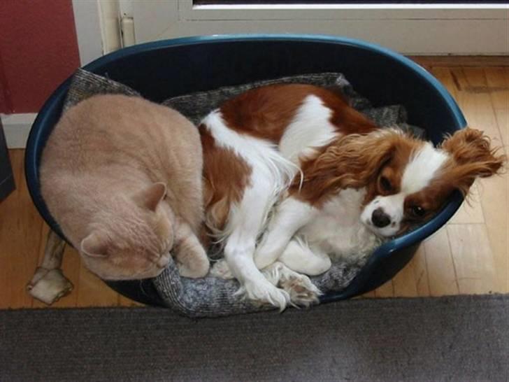 Cavalier king charles spaniel - Perle *RIP* - Perle ligger og sover i kurven, med Oliver den dejligeste kat der nogensinde har levet, han er desværre i kattehimlen nu.. :´( billede 13