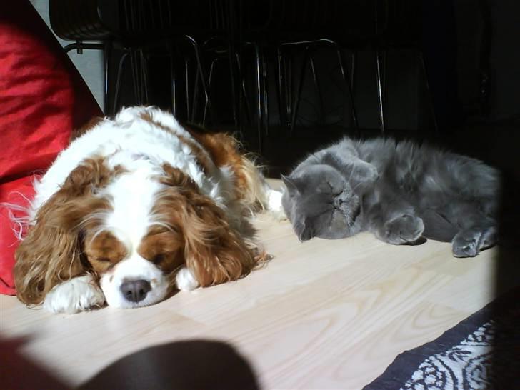Cavalier king charles spaniel - Perle *RIP* - Perle sover med Ansjos i sollyset =) billede 14