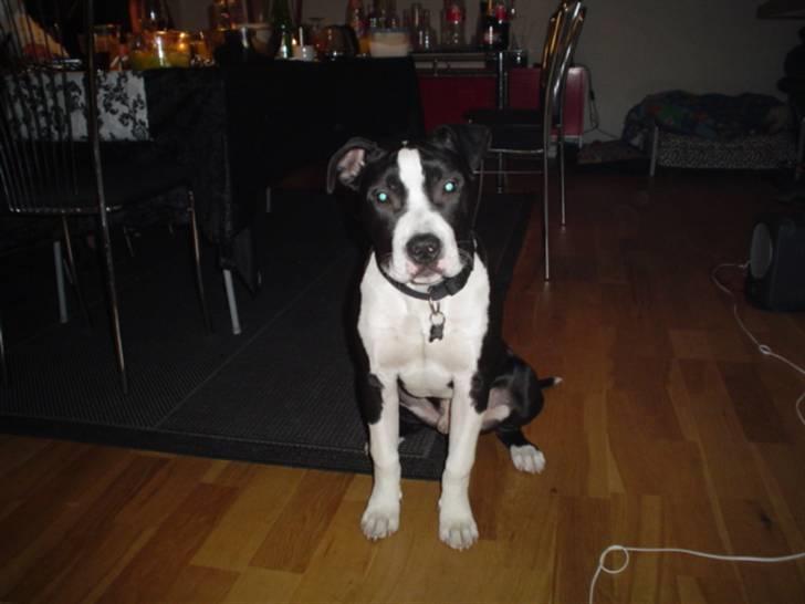 Amerikansk staffordshire terrier Tyson billede 1