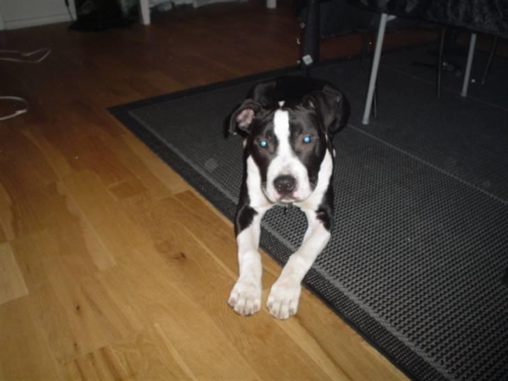 Amerikansk staffordshire terrier Tyson billede 2