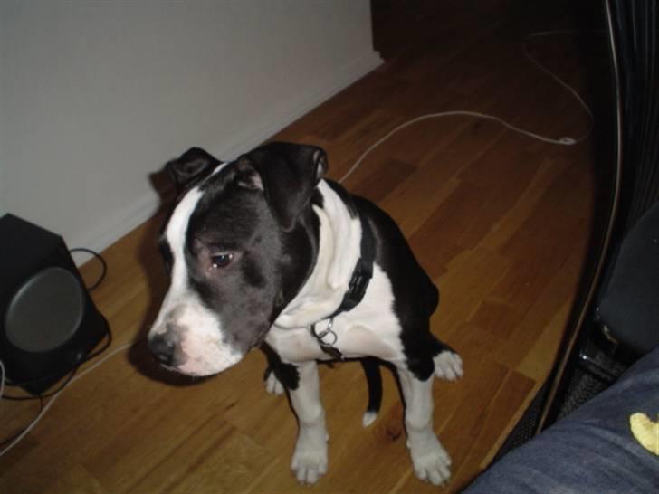 Amerikansk staffordshire terrier Tyson billede 3