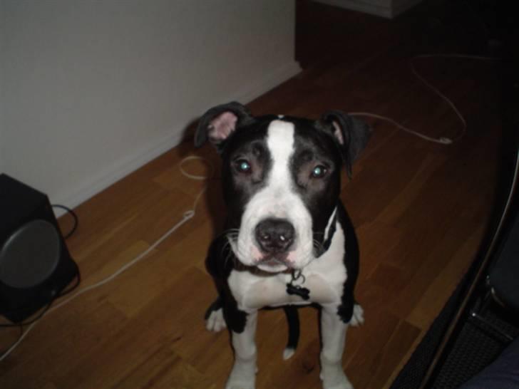 Amerikansk staffordshire terrier Tyson billede 4