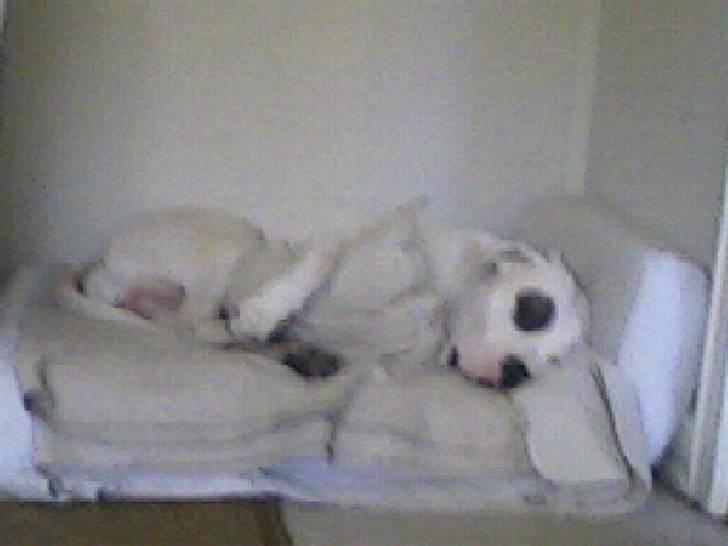 Amerikansk bulldog Ghetto Super Star* R.I.P - ZzzZzzzZ billede 14