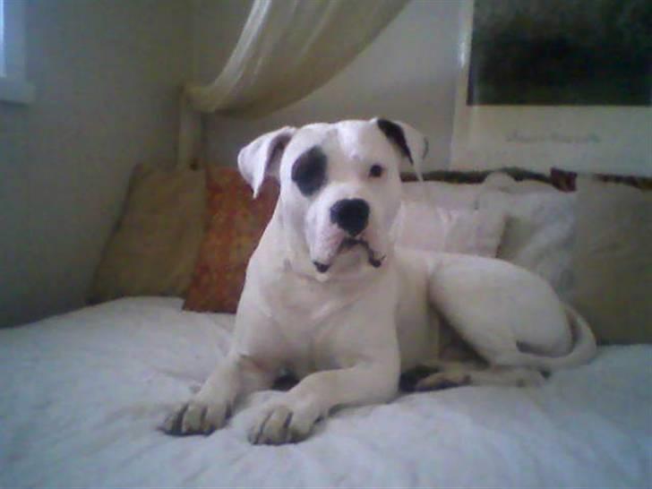 Amerikansk bulldog Ghetto Super Star* R.I.P billede 15