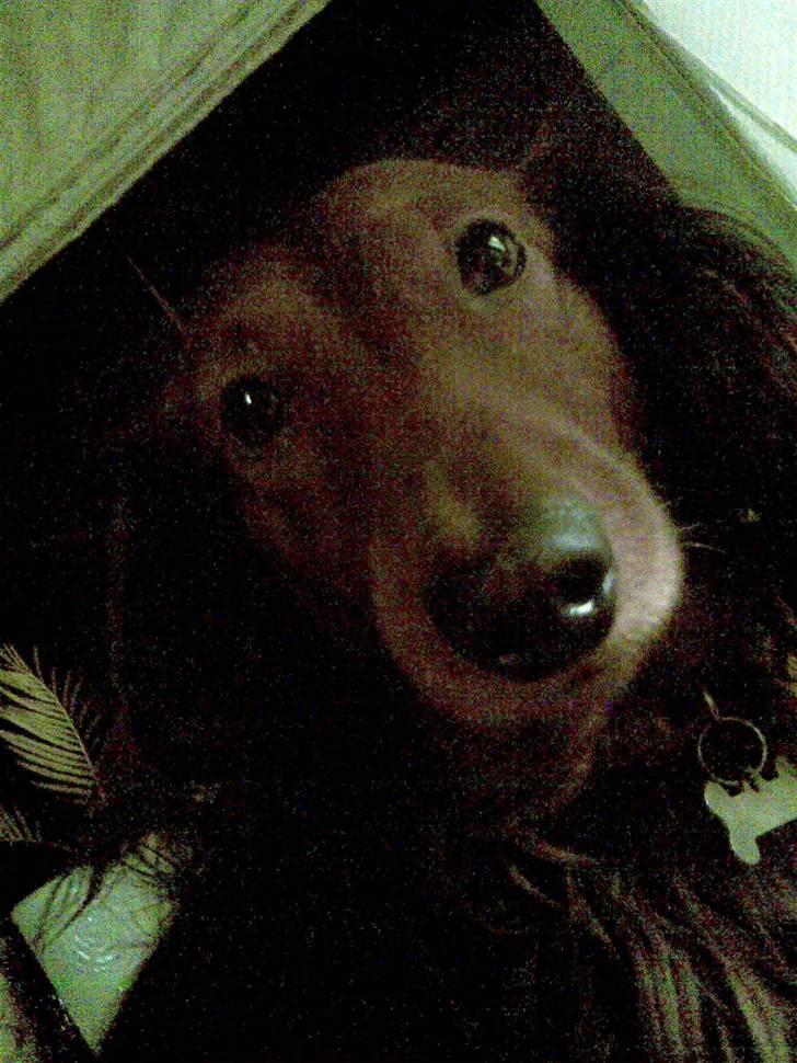 Gravhund basse - kan du se mig ??  billede 1