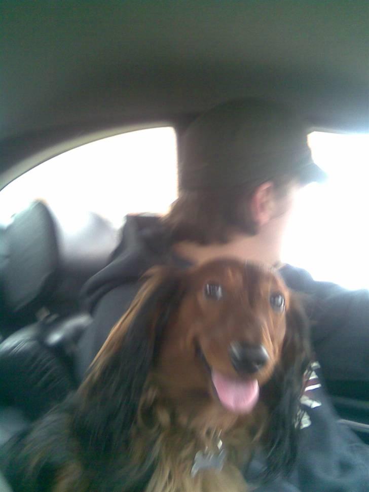 Gravhund basse - jeg er en lykkelig lille hund :D  billede 2