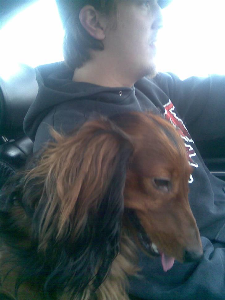 Gravhund basse - jeg er rat sej når jeg sidder sådan her :D  billede 3