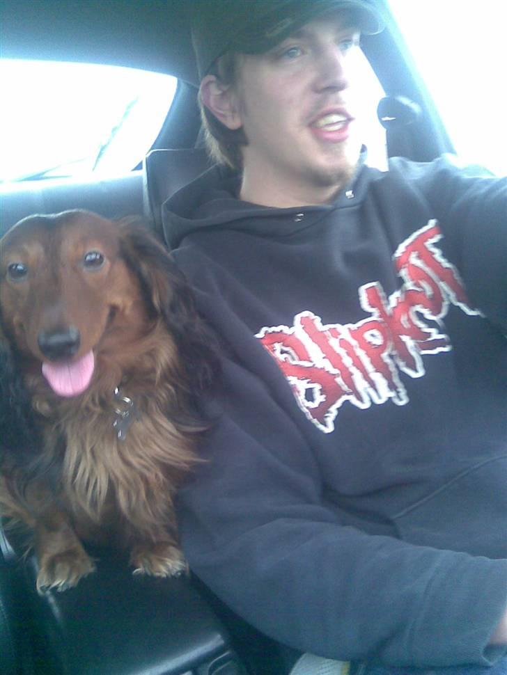 Gravhund basse - jeg nyder at køre bil med johan :D  billede 4