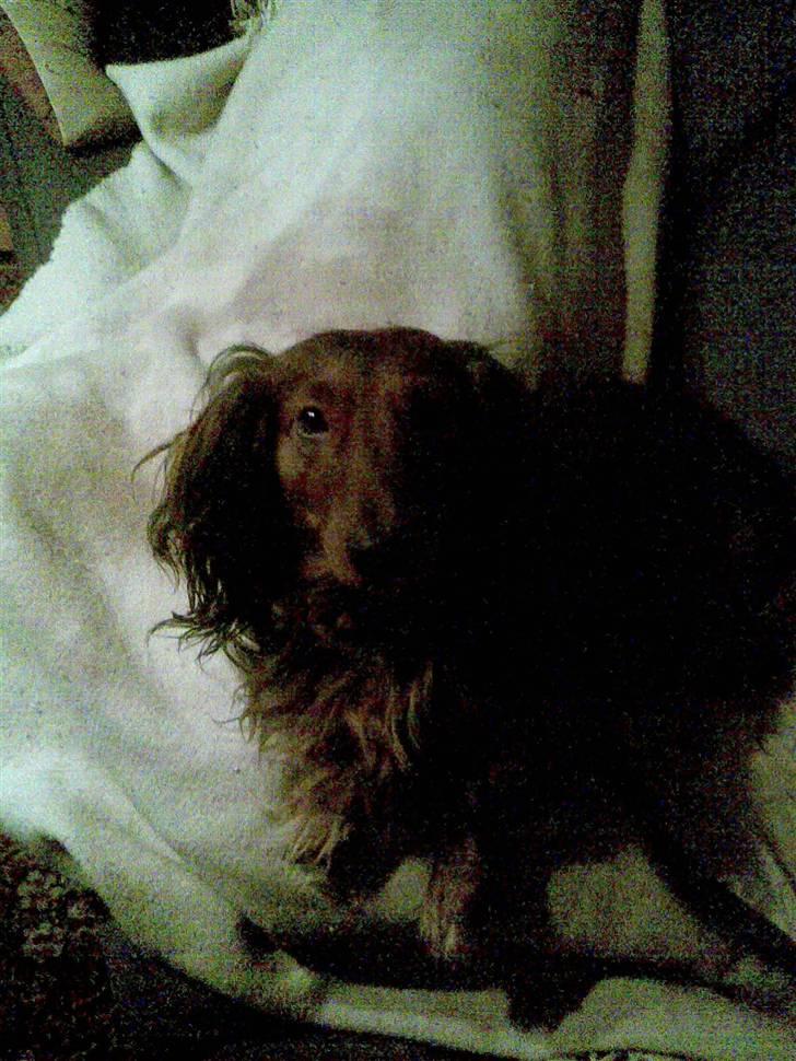 Gravhund basse - kigger du på mig ? billede 5