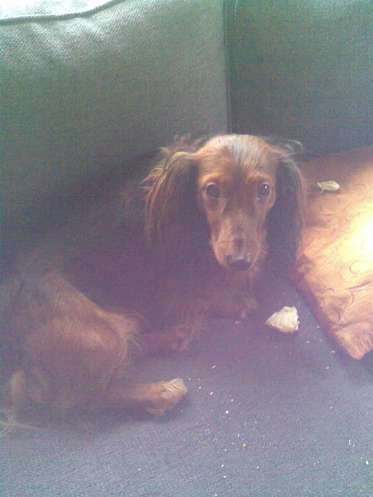 Gravhund basse - er jeg ikke sød ?? billede 6