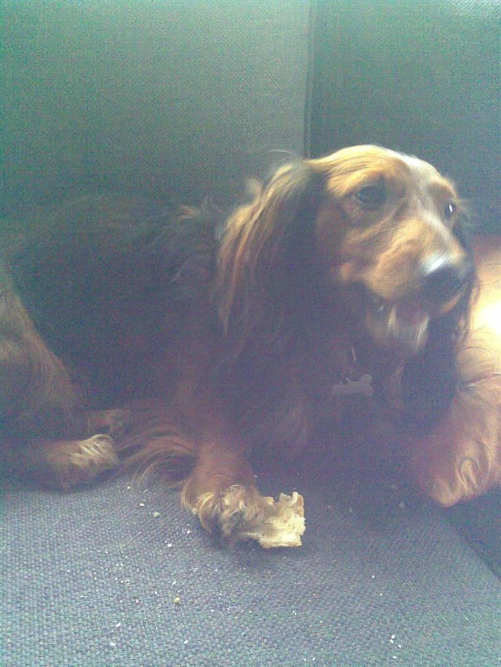 Gravhund basse - lad mig nu æde:D  billede 7
