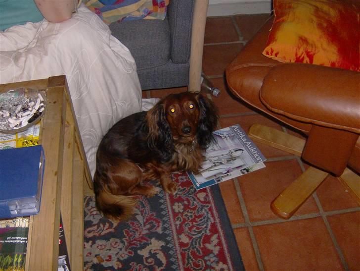 Gravhund basse - er jeg ikke kær?  billede 8