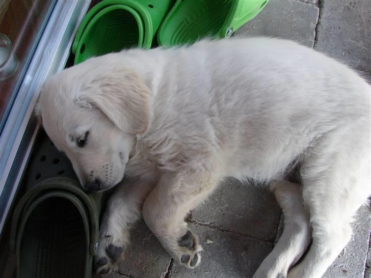 Golden retriever Mille billede 4