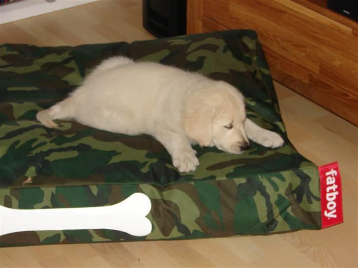 Golden retriever Mille billede 5