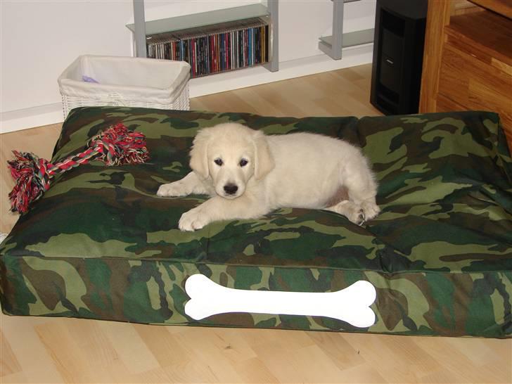 Golden retriever Mille billede 6