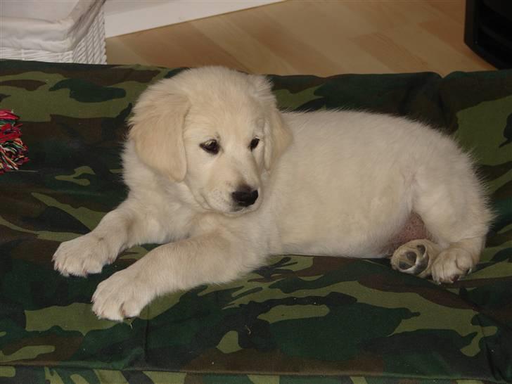 Golden retriever Mille billede 7