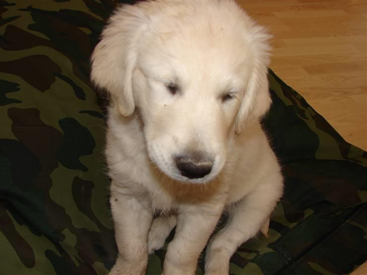 Golden retriever Mille billede 8