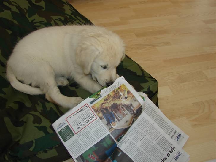 Golden retriever Mille billede 9