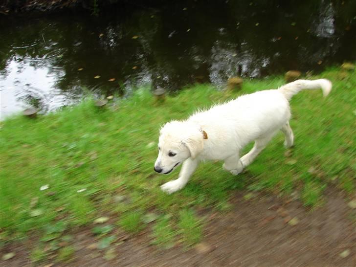 Golden retriever Mille billede 10