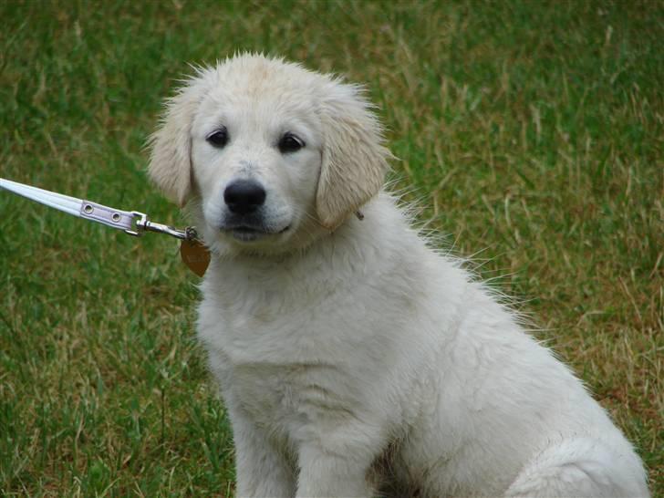 Golden retriever Mille billede 12